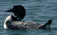 Minnesota's State Bird - The Common Loon
 (Gavia Immer) 